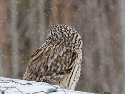 vinter owl photo Torkel Molin