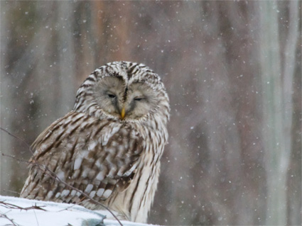 direct owl scowl 