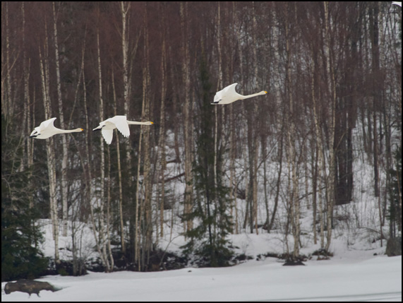 3 whooper swans in mid-flight over frozen lake. Photo Torkel Molin
